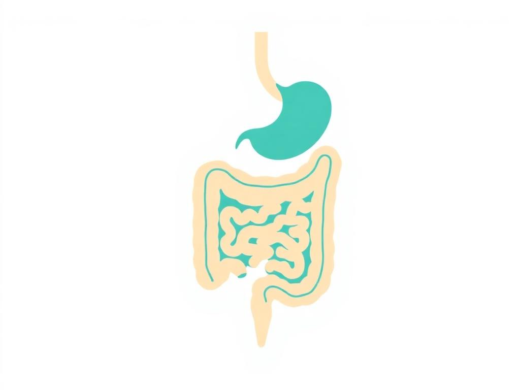 Medical illustration of the colon and digestive system